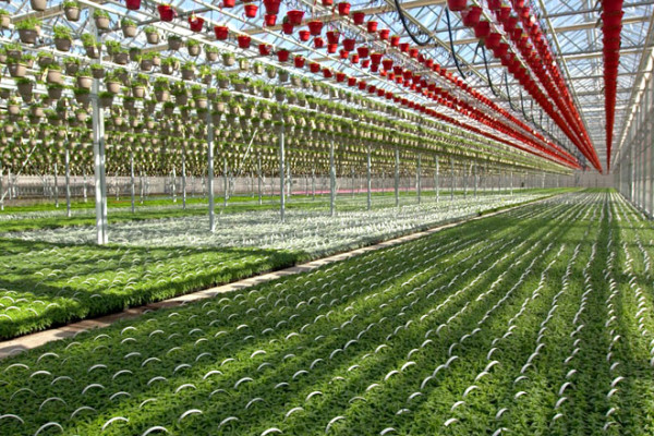 CK Greenhouses - CoBank